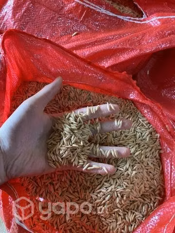 avena de buena validad