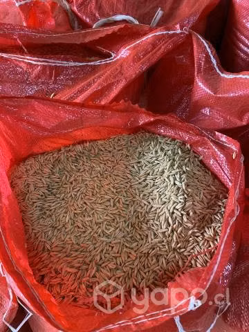avena de buena validad