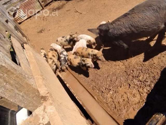 Chancha