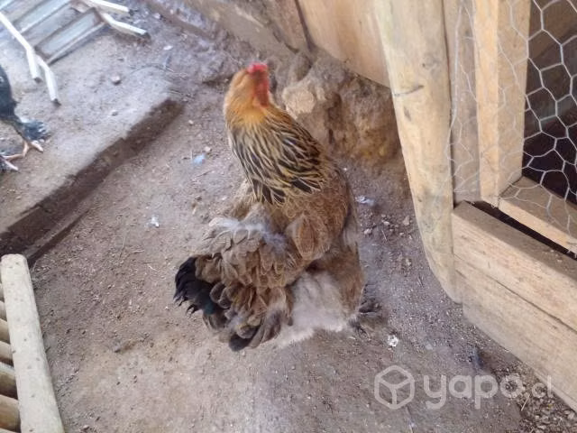 brahmas