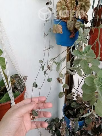 Ceropegia WOODII con 3 extensiones largas