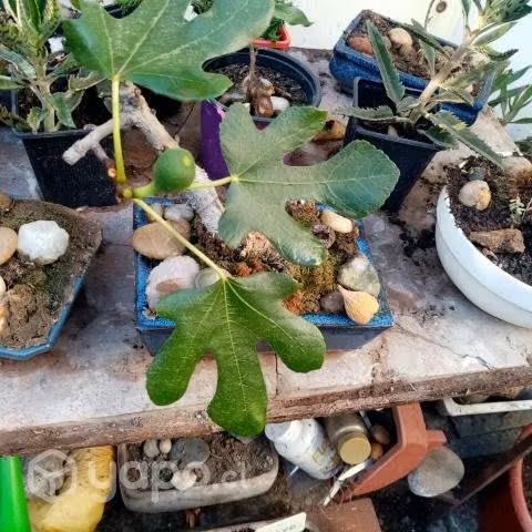 Bonsai de Higueran dando frutos