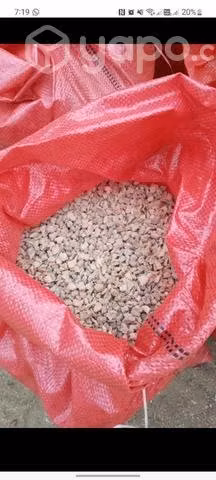 Conchuela blanca calidad