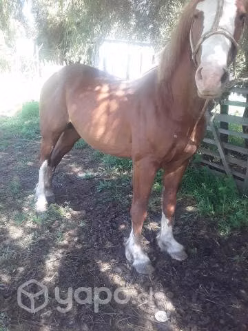 potrillo de tres años