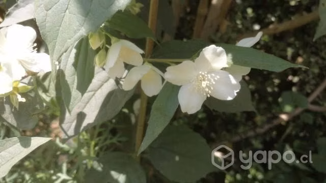 Jazmín de siberia - Imagen 3