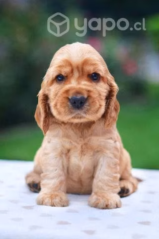 Busco cocker spaniel