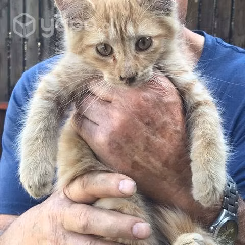 Se regalan hermosos gatitos