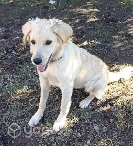 Perrita en adopción