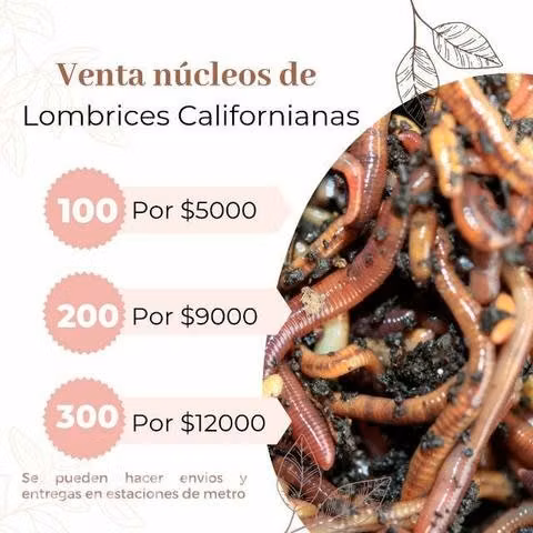 lombrices californianas