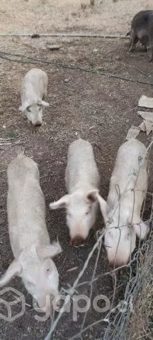 cerdos
