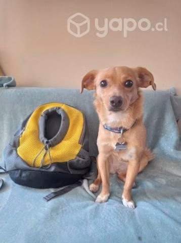 Mochila Mediana De Transporte Para Perros O Gatos