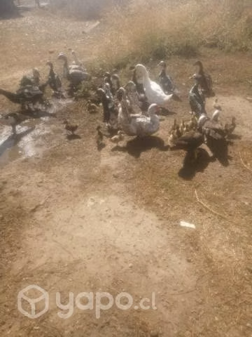 Patos chinos
