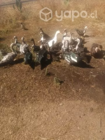 Patos chinos