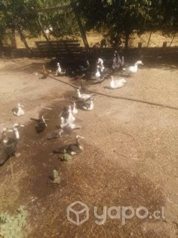 Patos chinos