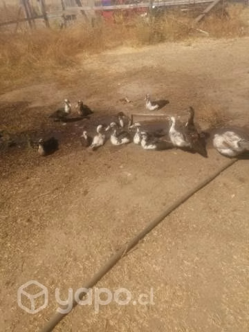 Patos chinos