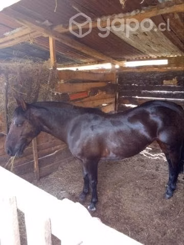 Llegua inscrita chilena
