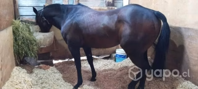 Caballo
