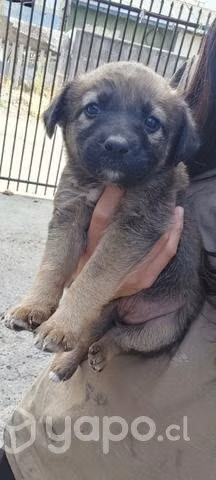 Se regalan perritos, tamaño mediano