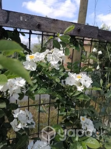 Rosa antigua trepadora