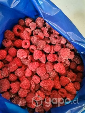 Fruta Congelada