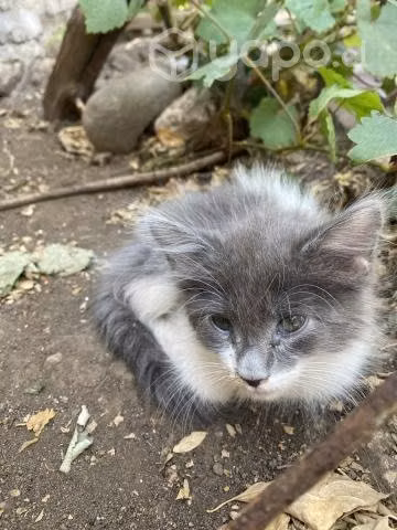 Gatitos necesitan hogar con urgencia