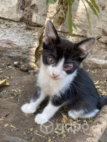 Gatitos necesitan hogar con urgencia