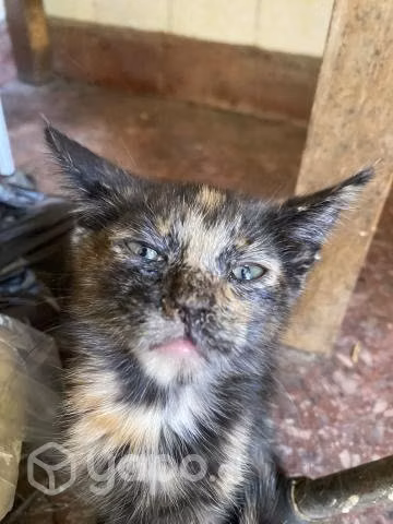 Gatitos necesitan hogar con urgencia