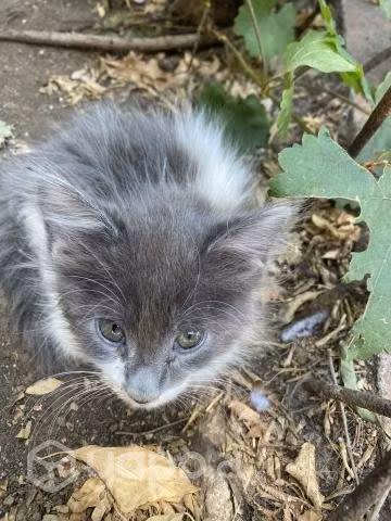 Gatitos necesitan hogar con urgencia
