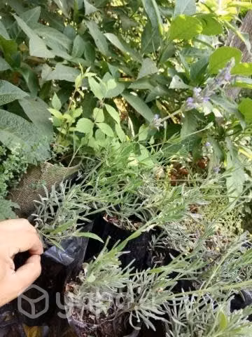Matas de lavanda con flores