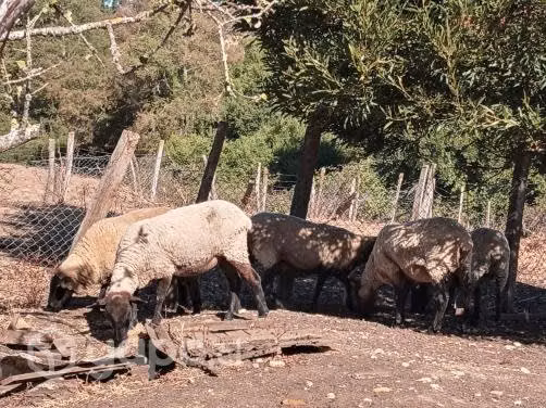 Ovejas