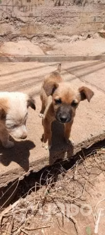 Perritas en adopcion