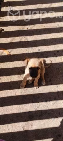 Perritas en adopcion