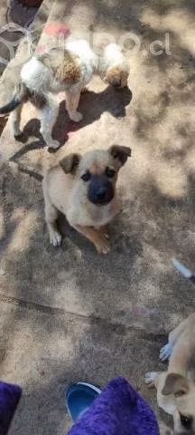 Perritas en adopcion