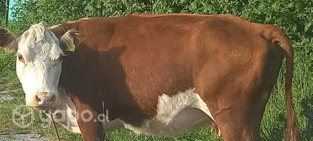 Vacas