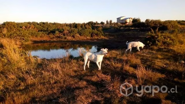 Se busca novio dogo argentino