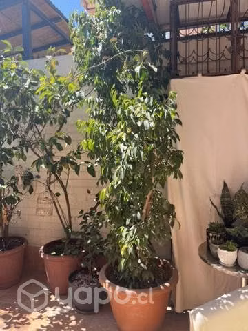 Ficus, planta de interior o exterior - Imagen 2