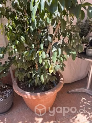 Ficus, planta de interior o exterior - Imagen 3