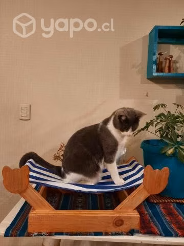 Reposeras para gatos