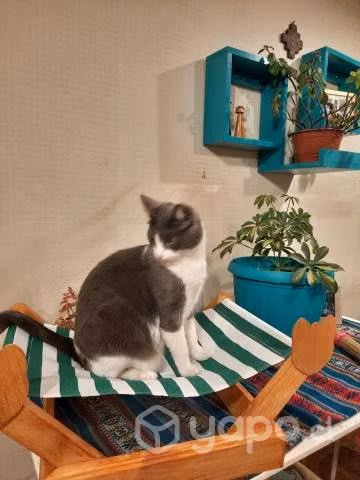 Reposeras para gatos