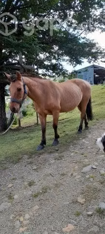 Yegua mansa 14 años