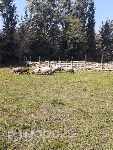 Ovejas