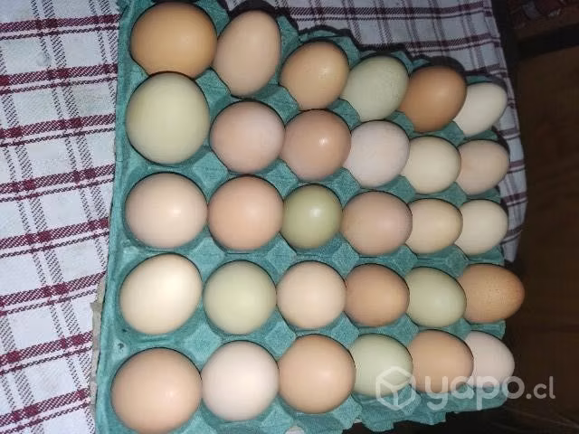 Huevos regionales