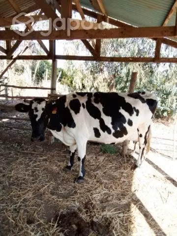 Vaca lechera