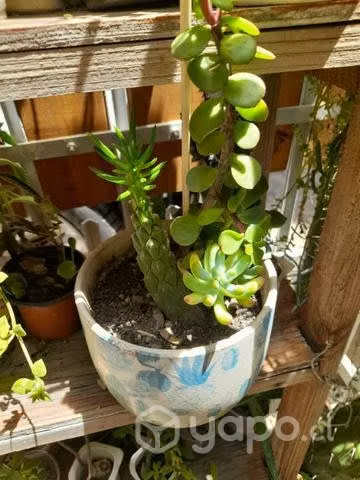 Cactus y suculentas