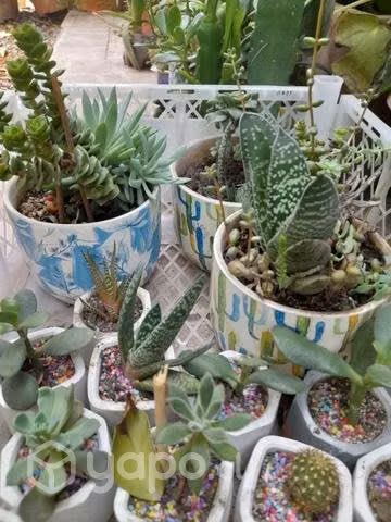 Cactus y suculentas