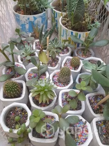 Cactus y suculentas