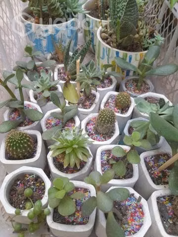 Cactus y suculentas