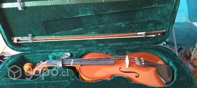 Viola