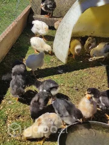 Pollos criollos