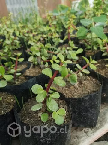 Suculentas